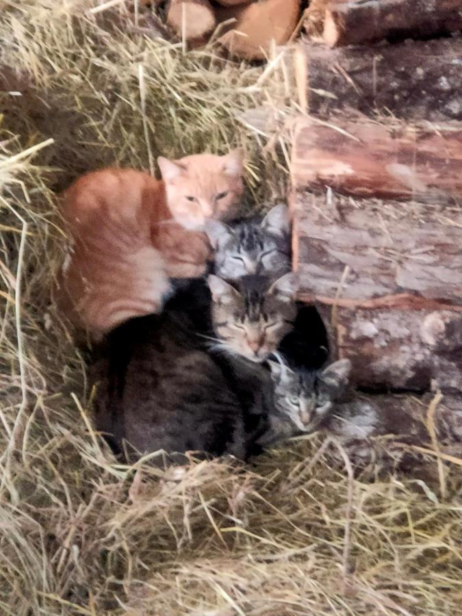 Chambres D'Hotes Les Chatougoulis Les Bordes-sur-Lez Екстериор снимка
